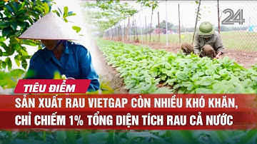 Tiêu điểm: Sản xuất rau VietGap còn nhiều khó khăn, chỉ chiếm 1% tổng diện tích rau cả nước | VTV24