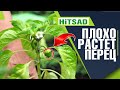 Почему перец плохо растёт 🌶️