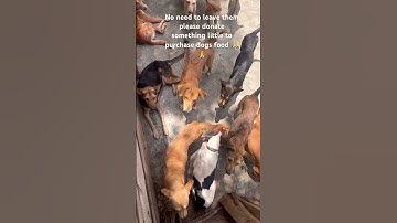 Please  consider donating via my PayPal link in the bio