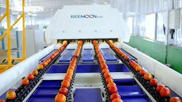 Tomato grading equipments, Tomatoes sorting machines, Tomatoes sorter washing Weight sizing grader