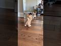 Funny Kitten Fights Reflection in Mirror - Cute Cat Fail #Cats #puppy