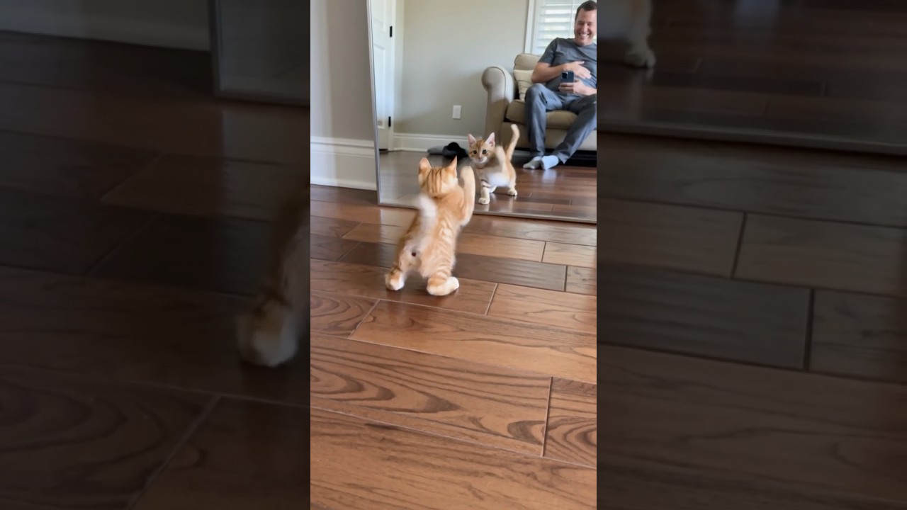 Funny Kitten Fights Reflection in Mirror - Cute Cat Fail #Cats #puppy