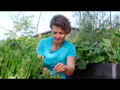 Video: Milloin Lehmuskukkia Korjataan? Kuinka Kuivata Lehmuskukkia Teetä Varten Talveksi? Mihin Aikaan Voit Kerätä Värin Kuivattavaksi?