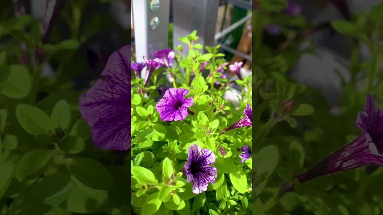 An offer to celebrate the first sign of spring! 🌱 