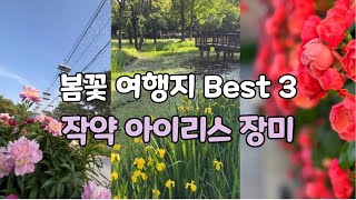 4K) 봄꽃 여행지 Best 3 /서울대공원 작약. 서울창포원 아이리스. 강남신세계 장미/Peony. Iris. Rose