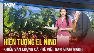 Sản lượng cà phê Việt Nam ước giảm mạnh do El Nino | Báo Điện tử VOV