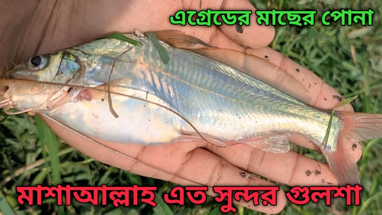 4 মাসে 8+10 কেজি ওজন অরিজিনাল গুলশা মাছের পোনা 01799515226
