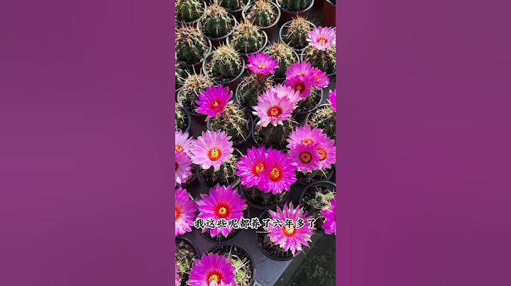 五彩大统领仙人球，花大丝绸感十足，新手养最亮眼#科普 #種植技術 #大棚種植 #植物