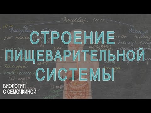 Строение пищеварительной системы