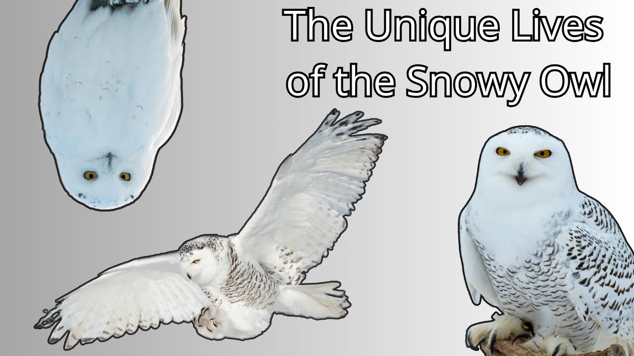 The Unique Lives of the Snowy Owl