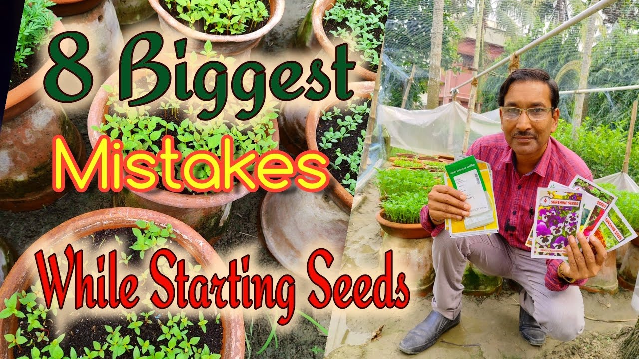 Don't Commit 8 mistakes while Starting Seeds🫵Else all your Seedlimgs will die🥲🥲🥲