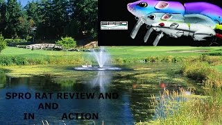 SPRO RAT MINI REVIEW AND BREAKDOWN