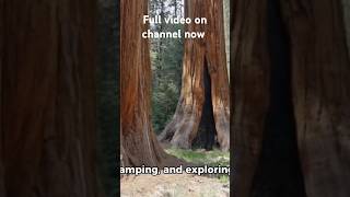 Sequoia national park #travel #fullvideo #ytshorts #california #youtubeshorts#youtube #shorts #short