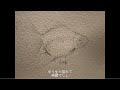 きんぎょの夢 関取花/はるcover