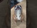 These Frenchies are awesome! #frenchbulldog #frenchie #bulldog #cutedogs #puppy #funnypets #cute