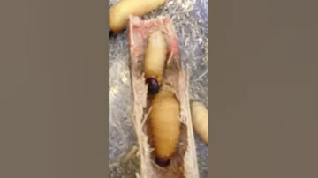 Palm weevil larvae feeding sugar cane