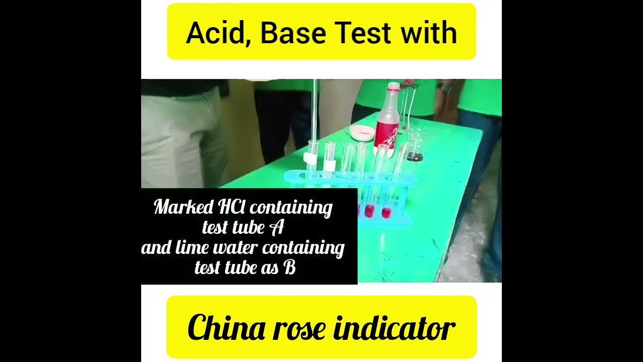 Acid Base test with China rose indicator. YouTube