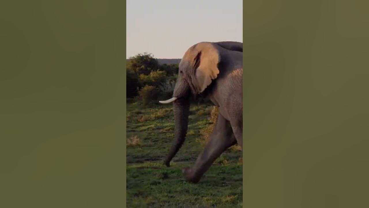 An elephant can run