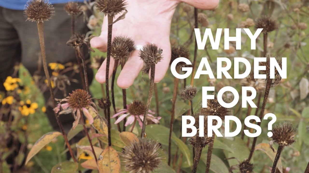 Episode 1 | Why Garden for Birds? - YouTube