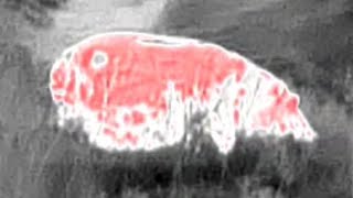 Hippo and Waterbuck through thermal, Crocodile River. #hippo #live #krugernationalpark #nature #big