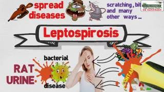 How to get rid of Rats ? - Rats Pest Control Perth 0424800001