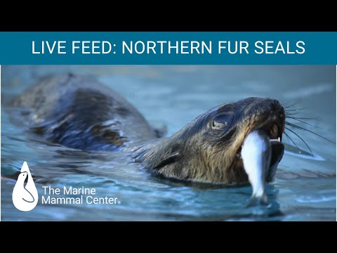 Video: Kde žijú tulene kožušinové?