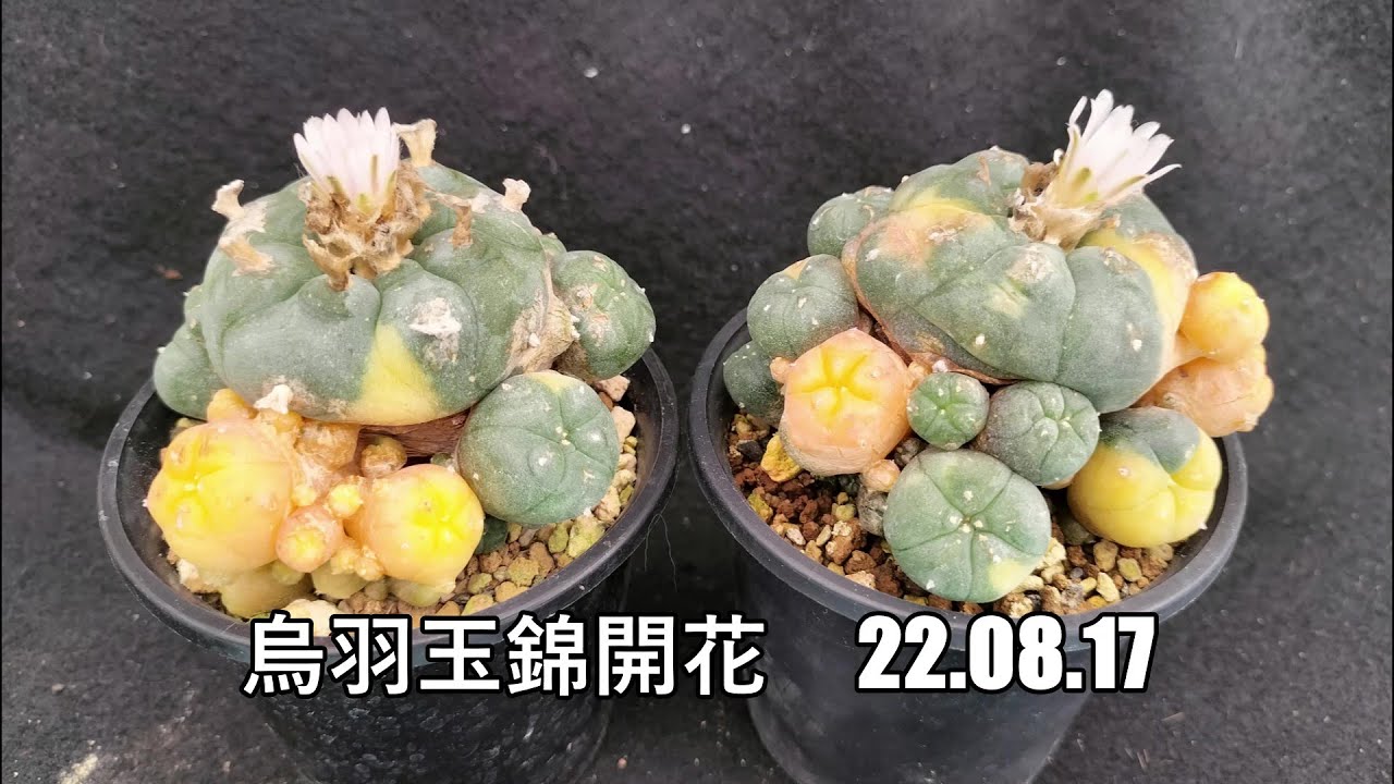 烏羽玉錦開花 22 08 17 - YouTube