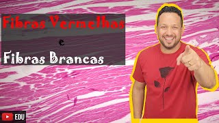 Fibra Muscular Vermelha e Fibra Muscular Branca - Tipos de Fibra Muscular - Músculos