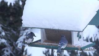 A pair of blue jays stopped by our backyard bird feeder, in Ontario, Canada. They sure are messy eaters but definitely very beautiful 