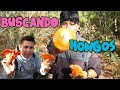 HONGOS COMESTIBLES EN MEXICO BUSCANDO EN EL CERRO