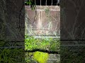 トンネル #心霊配信 #心霊