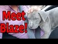 Meet Blaze!