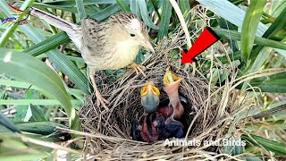 The bird is looking at the baby's mouth || Animals and Birds
