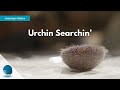 Seascape Alaska: Urchin Searchin'