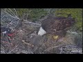 Mom Saves her Chick - Chick Unable to Get Up - Mom Helps Out - Sauces Nest - April 11, 2019