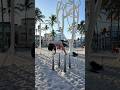 Push combo at muscle beach #miami #calisthenics #push
