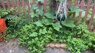 My pumpkin in my garden!!!