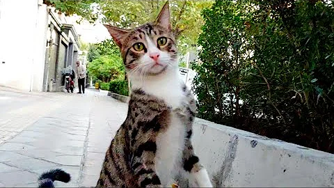 Watch the video about Beautiful homeless cat ate the kitten food because it is very hungry. #beautiful_cats #landofcats