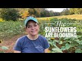 The Sunflowers Are Blooming & An Exciting Announcement // Gardening with Creekside