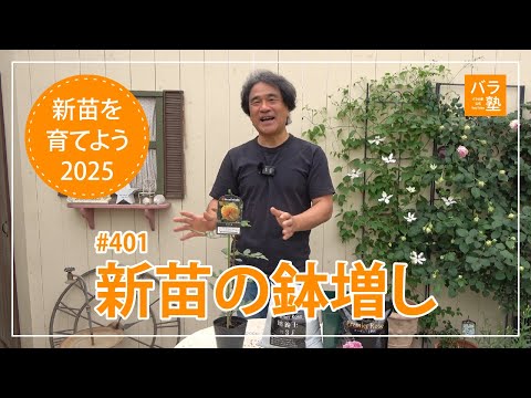 401 Let's grow new seedlings 2025 Repotting new seedlings - YouTube