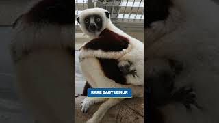 $570K Winning Ticket in Maryland, Rare Baby Lemur, Tulips in Bloom