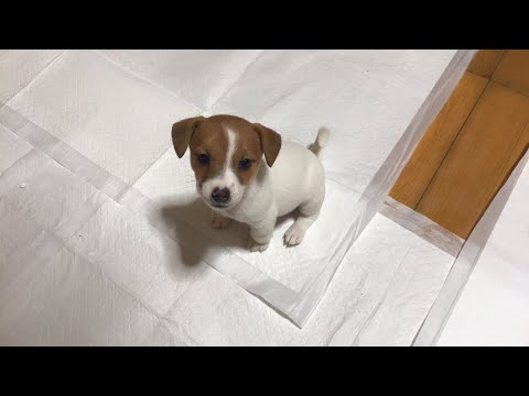 ジャックラッセルテリアのにくきゅう/JRT nikuQ がライブ配信中!