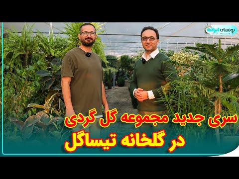 تصویری: گل‌کاری شیک و زیباست. باغبانی زینتی