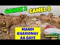 GAHAK 2 CAMEL 8❤️‍🔥MANDI KHARIDI🔥 SASTAY ONTH💥QURBANI EID SEAOSON 2024