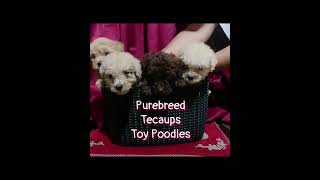 Teacups Toy Poodles @dogfinderph 19-20k with papers ☎️⬇️