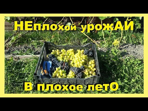 Собираем урожай винограда во Владимирской области. Северное виноградарство.