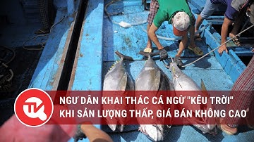 Ngư dân khai thác cá ngừ "kêu trời" khi sản lượng thấp, giá bán không cao