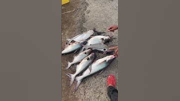 Câu cá vồ đém làng bè Bình Thạnh cá ăn mạnh nhe ae #fishing #fish #caucatrasong