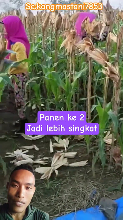 tanam jagung dengan cara ini‼️