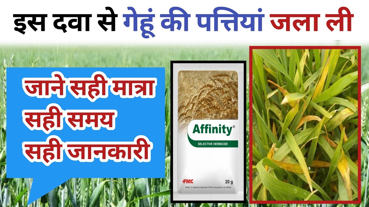 FMC Affinity Herbicide | गेहूं में चौड़ी पत्ती वाले खरपतवार के लिए एफिनिटी ! 